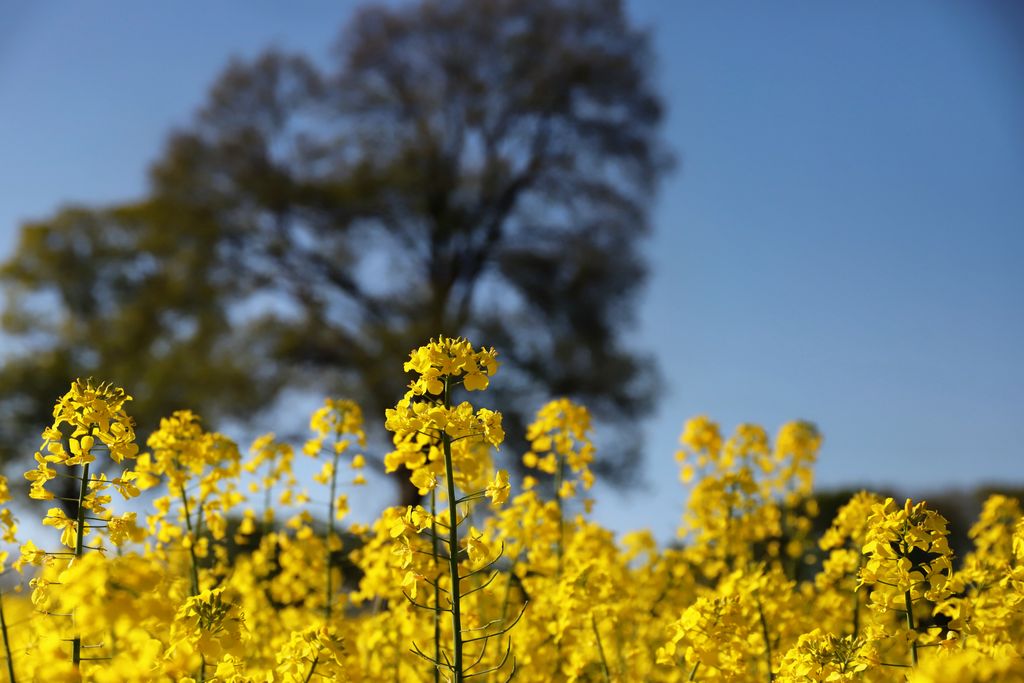Bright yellow rapeseed field with blue sky and distant blurred tree, capturing spring's vibrant essence.